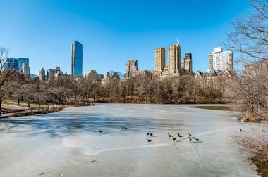 Central Park 'taki ördekler kışın buzlu gölde. Ördekler, açık bir kış gününde Central Park 'taki donmuş gölde, yüksek binalarla çevrili olarak yürürler..