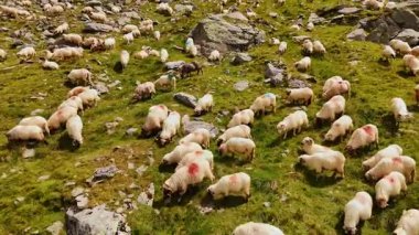 Yeşil yaz tepesinde koyunlar. Bir koyun sürüsü bereketli yeşil bir yamaçta özgürce dolaşıyor. Parlak yaz güneşi altında kayalarla benekli..
