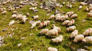 Yaz yamacında koyun. Bir koyun sürüsü, kayalık arazi tarafından çerçevelenmiş güneşin altındaki yeşil bir yamaçta huzur içinde otluyor..
