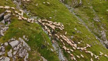 Yaz tepelerinde koyun otluyor. Büyük bir koyun sürüsü yemyeşil bir yamaçta hareket ediyor, dağlık bir bölgede sıcak yaz havasının tadını çıkarıyor..