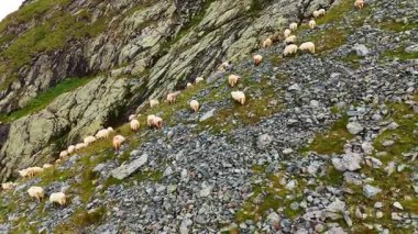 Kayalık yaz tepesinde koyunlar. Yaz öğleden sonrası boyunca dağlık bir bölgede, dik, kayalık bir yamaçta otlayan koyun sürüsü..