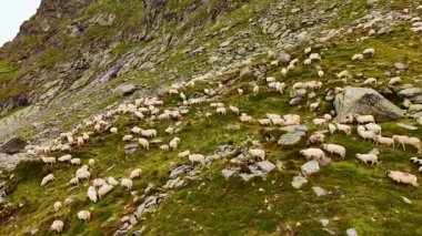 Koyunlar kayalık dağ yamaçlarında. Bir koyun sürüsü dağlık bir bölgedeki kayaların arasında yemyeşil çimlerde otlar, kırsal yaşamı ve doğanın güzelliğini gözler önüne serer..