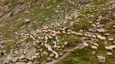 Kayalık yamaçta otlayan koyun sürüsü. Güneşli bir havada, dağlık bir yamaçtaki kayalık bir yamaçta otlayan büyük bir koyun sürüsü yeşilliklerle çevrili..