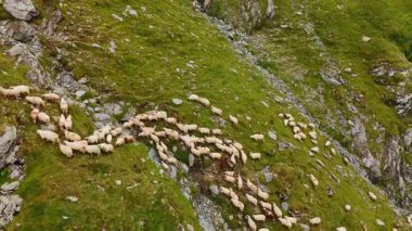 Kayalık yaz yamacında koyunlar. Güneşli bir yaz gününde bir koyun sürüsü kayalık bir yamaç boyunca yemyeşil çimlerde otlar..