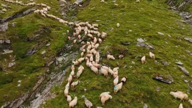 Yeşil yamaçta otlayan koyun sürüsü. Büyük bir koyun sürüsü, berrak bir gökyüzünün altında kayalık araziyle çevrili yemyeşil bir yamaçta huzur içinde otlar..