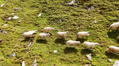 Yeşil yaz yamacında koyunlar. Bir koyun sürüsü yaz aylarında açık mavi bir gökyüzünün altında yemyeşil bir yamaçta huzur içinde otlar..