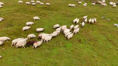 Koyunlar yeşil tarlalarda otlar. Bir koyun sürüsü, berrak bir gökyüzünün altında yemyeşil çimlerle otlar..