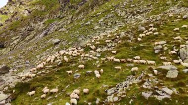 Kayaların arasında yürüyen bir sürü beyaz koyun. Dağlarda otlayan çiftlik hayvanları. Hava görünümü.