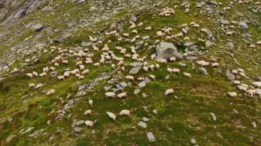 Dağ yamacında sayısız beyaz koyun otluyor. Evcil hayvanlar kayaların arasında otluyor..