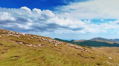 Yeşil otlaktaki büyük çiftlik hayvanı sürüsüne yaklaşıyoruz. Dağlarda koyun otlatıyor. Arkaplanda mavi gökyüzünde kabarık bulutlar.