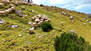 Otlaklar tarafından işletilen sürüdeki koyun sürüleri. Çiftlik hayvanları yazın dağlarda otlar. Hava görünümü.