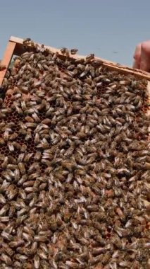 Arılar bal peteğine üşüşüyorlar. Arı sürüsü bal peteği üzerinde çalışır, bal ve nektar taşır.