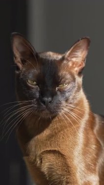 Dışarıya bakarak yere uzanan kedi. Evde dinlenen evcil kediyi kapat.