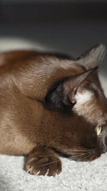 Oturma odasında kedi var. Evde güneş ışığında dinlenen tembel kedi.