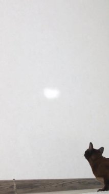 Kedi evde oynuyor. Evde enerjik kahverengi kedi oynuyor.