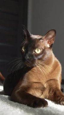 Evde yatan komik hayvanlar. Kahverengi kedi evde yerde yatıyor.