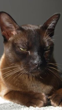 Genç ev kedisi vuruşu. Güneş ışığında yatan kedinin portresini kapat.