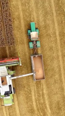 Buğday hasat etmek ve traktör römorkunu doldurmak. Hasat sırasında tarım makinelerinin tarım arazilerinde çalışmasının en üst görünümü