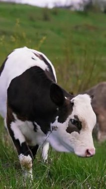 Yeşil otlaktaki sığır sürüleri. İnekler güzel çayırlarda ot yiyor.