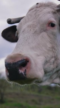 İnek tarlada otluyor. Süt veren ineklerin ot yediği bir çiftlik.