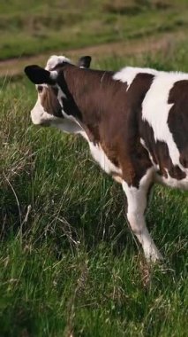 Çayırdaki İnekler Sürüsü. Tarlada otlayan çiftlik sığırlarının manzarası