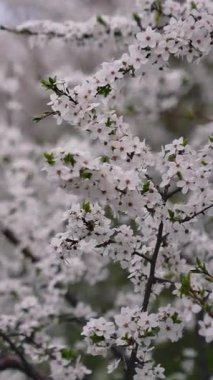 Güzel bir bahar ağacı çiçeği. Çiçek açan ağaçların yakın görüntüsü