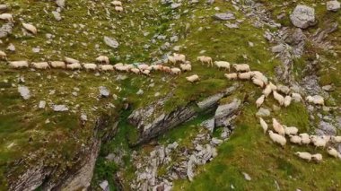 Otlağa doğru yürüyen büyük beyaz koyun sürüsü. Çiftlik hayvanları, dağlarda otlar. Hava görünümü.