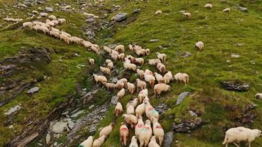 Dağın yamaçlarında dolaşan siyah ağızlıklı sevimli beyaz koyunlar. Kayalıklarda otlayan sürü üzerindeki drone görüntüleri..