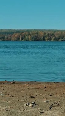 Neşeli çocuk nehre taş atıyor. Güneşli bir günde güzel bir çocuk rıhtımda vakit geçiriyor. Dikey video