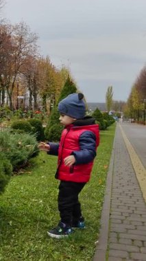 Bebek parkta çalılara dokunuyor. Sonbaharda doğada yürüyen şirin bir çocuk. Dikey video
