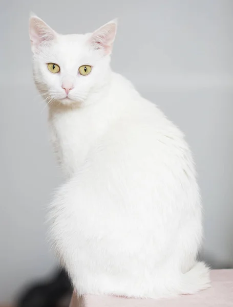 Full Body Portrait Gorgeous White Cat — Stock Photo, Image