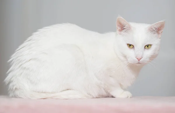 Volledige Lichaam Portret Van Een Prachtige Witte Kat — Stockfoto