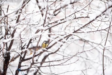 A titmouse sits on a snow-covered tree in winter