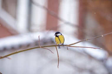 bir ağaçta oturuyor baştankara