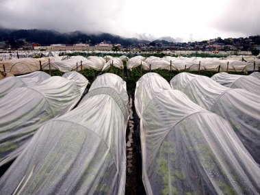Baguio City, Benguet Eyaleti, Filipinler - 7 Haziran 2018: Marul bitki lahanası ve çilek bitki lahanası bir sebze ve meyve Çiftliği'nde şiddetli yağmur sırasında ele alınmıştır