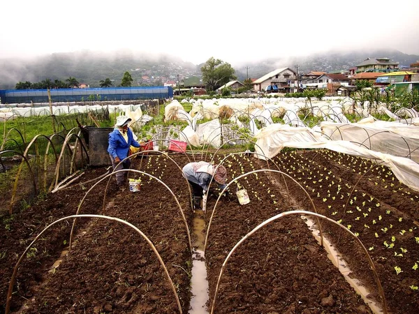 Baguio City Benguet Province Filippine Giugno 2018 Allevatori Piantano Lattuga — Foto Stock