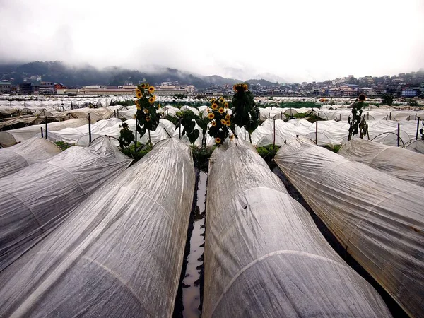 Città Baguio Provincia Benguet Filippine Giugno 2018 Germogli Lattuga Germogli — Foto Stock