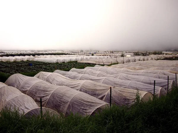 Baguio City Benguet Province Philippines June 2018 Lettuce Plant Sprouts — Stock Photo, Image