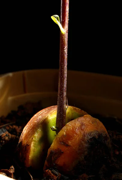 Avocado boom Sprout van een avocado zaad — Stockfoto