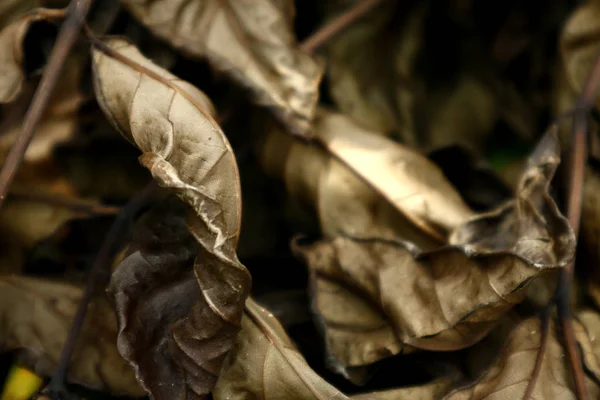 Dried up and dead leaves — Stock Photo, Image