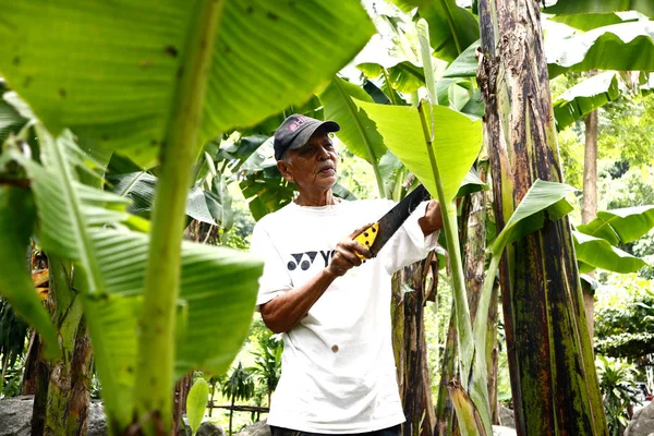 Un adult filipinez a tăiat un copac de banane în ferma sa de banane . — Fotografie, imagine de stoc