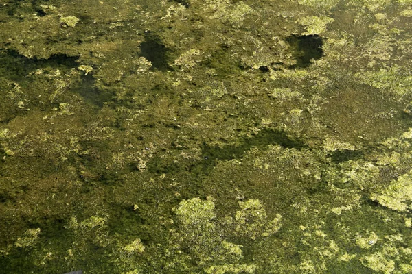 Bouquet de mousse dans l'étang — Photo