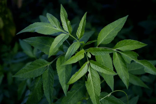 Foto Van Verse Groene Generieke Vegetatie — Stockfoto