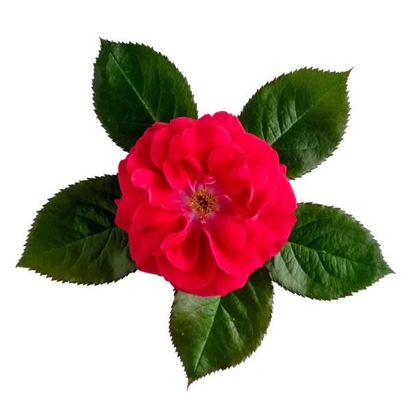 Eine Rote Rose Mit Isolierten Blättern Auf Weißem Grund Ansicht — Stockfoto