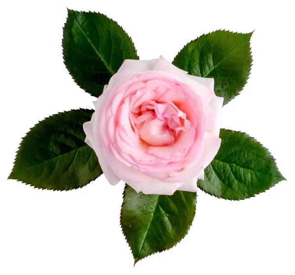 Eine Weiß Rosa Rose Mit Grünen Blättern Isoliert Auf Weiß — Stockfoto
