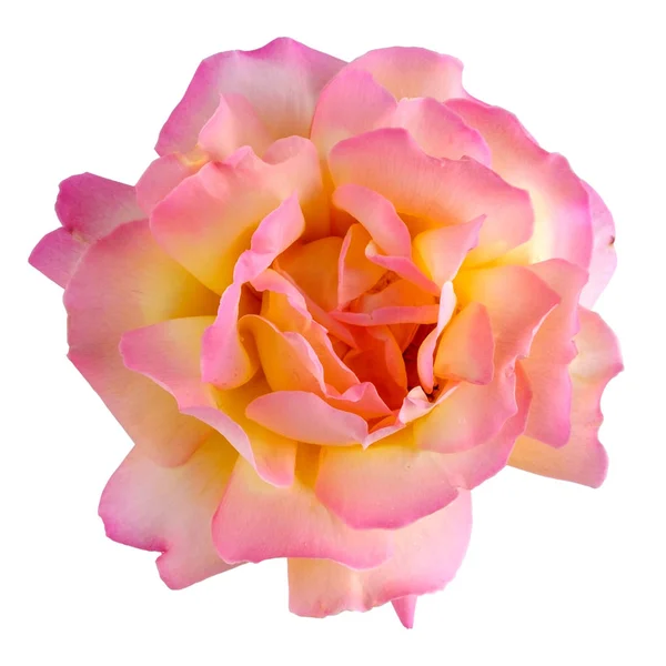 Weiß Rosa Rose Isoliert Auf Weiß Ansicht Von Oben — Stockfoto