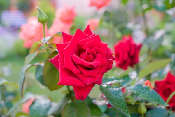 Rote Rose Mit Wassertropfen Auf Blütenblättern Garten Nach Regen — Stockfoto
