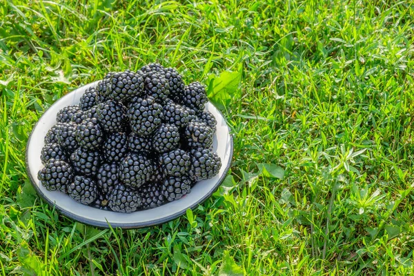 Veel Grote Rijp Sappig Bramen Wit Metalen Kom Gras Tuin — Stockfoto