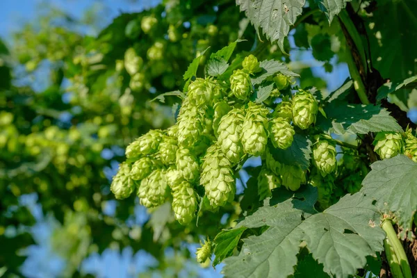 Een Heleboel Groene Hopbellen Voor Het Maken Van Bier Closeup — Stockfoto