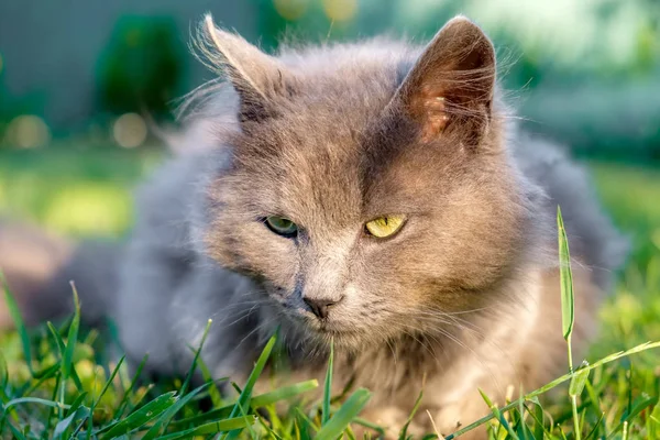 Fluffy grey grumpy cat lie on green grass and looks at camera